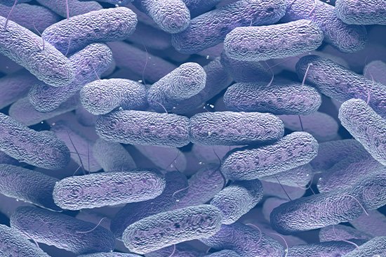 Bacteria